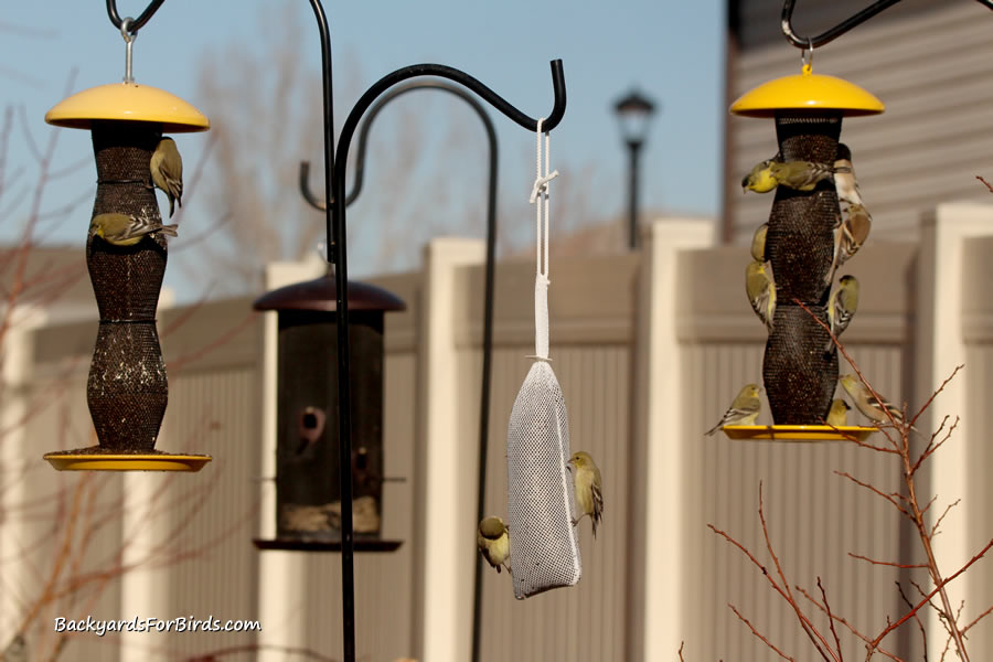 finch sock feeder alongside wire mesh finch feeders