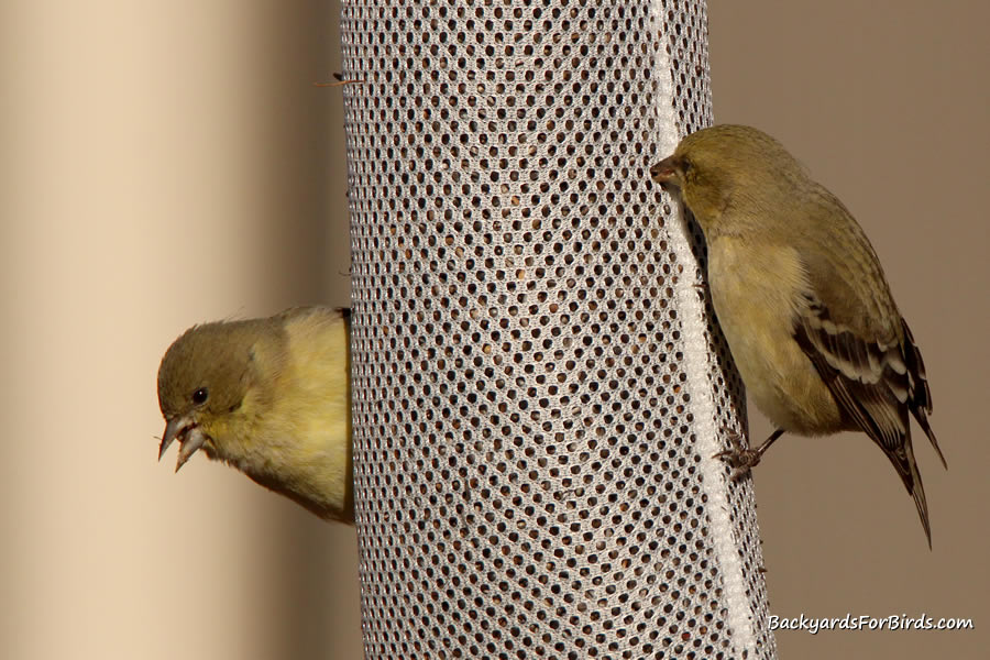 goldfinches climbing on and feeding from a sock feeder