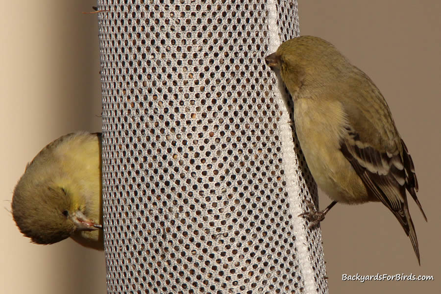 finch sock feeder with lesser goldfinches feeding on it