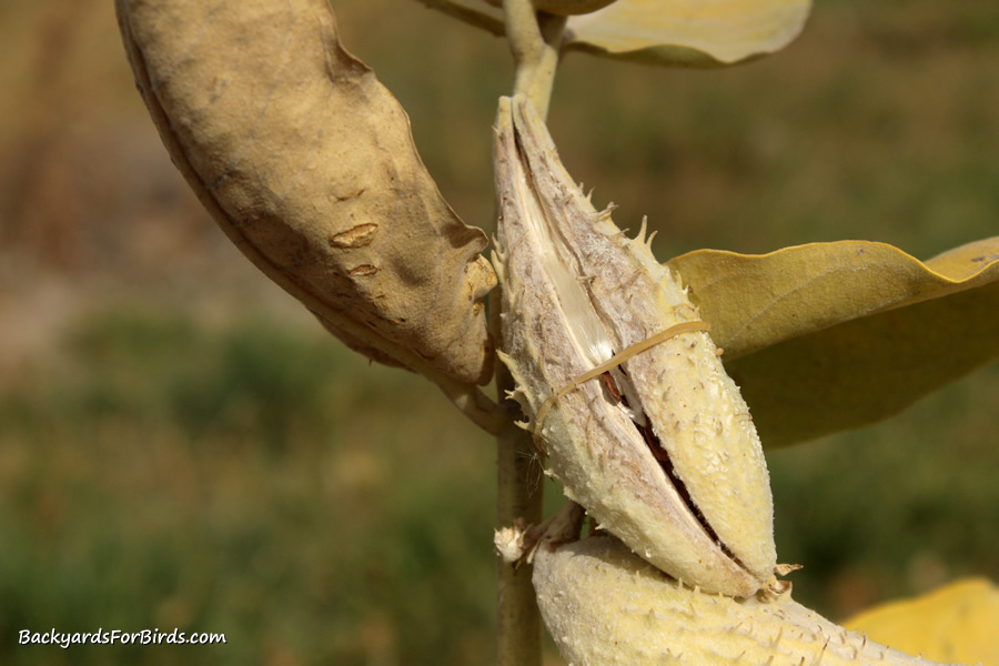 rubber band on a milkweed seed pod