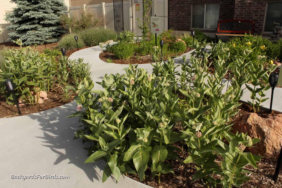 showy milkweed plants