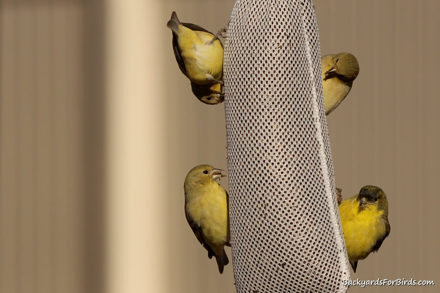 sock feeder for goldfinches