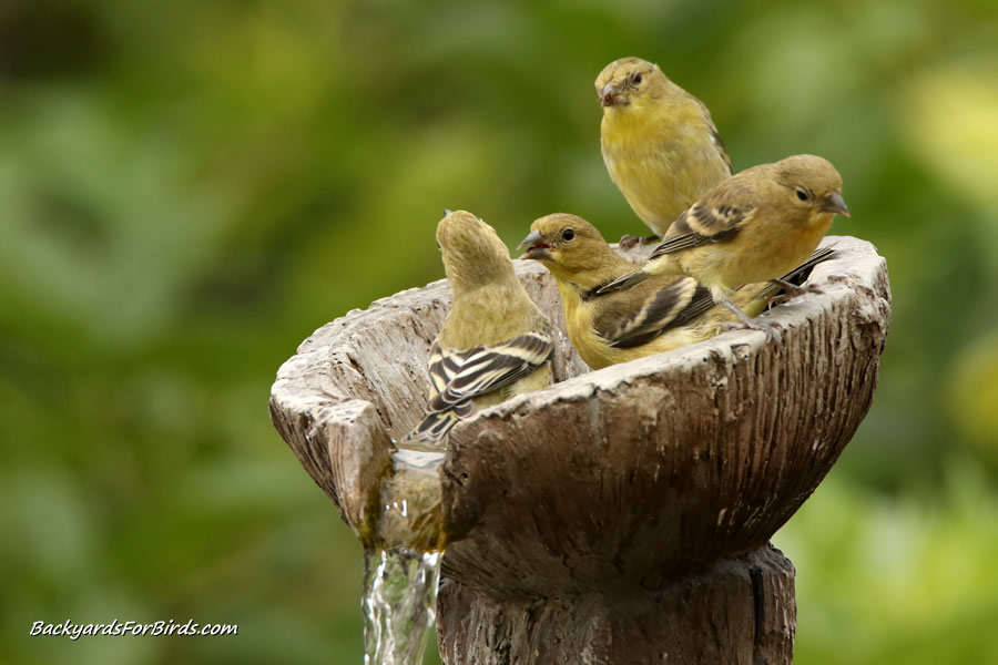 goldfinches bathing in a water fountain