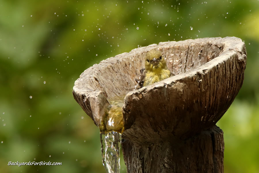 lesser goldfinch bathing in a water fountain