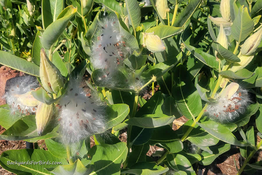 showy milkweed seeds bursting