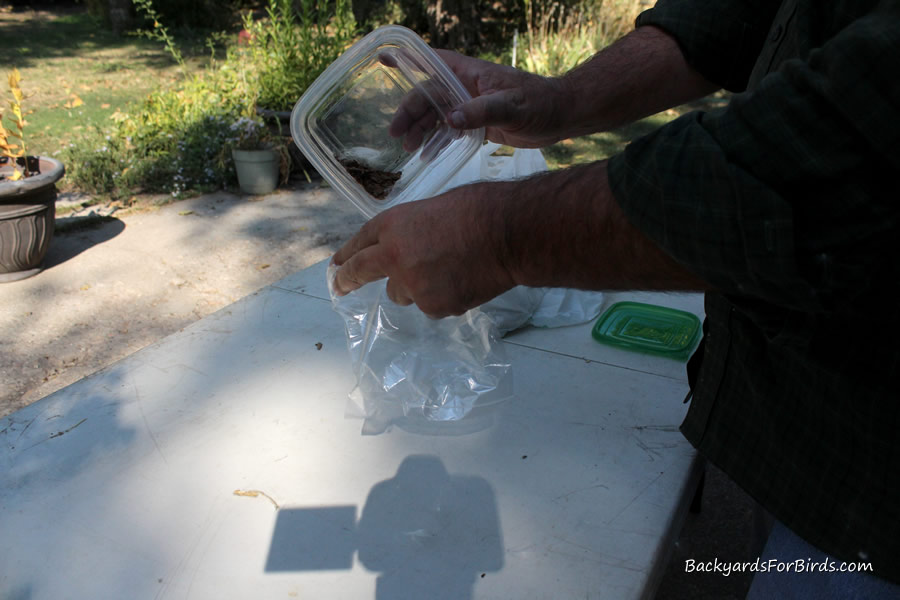 pour the milkweed seeds in the small plastic bag