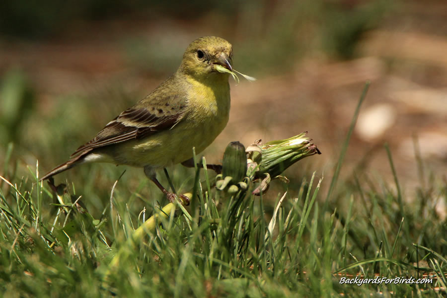 lesser goldfinch eating seeds from a dandelion