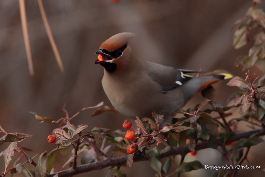 bohemian waxwing eating a pyracantha berry during winter