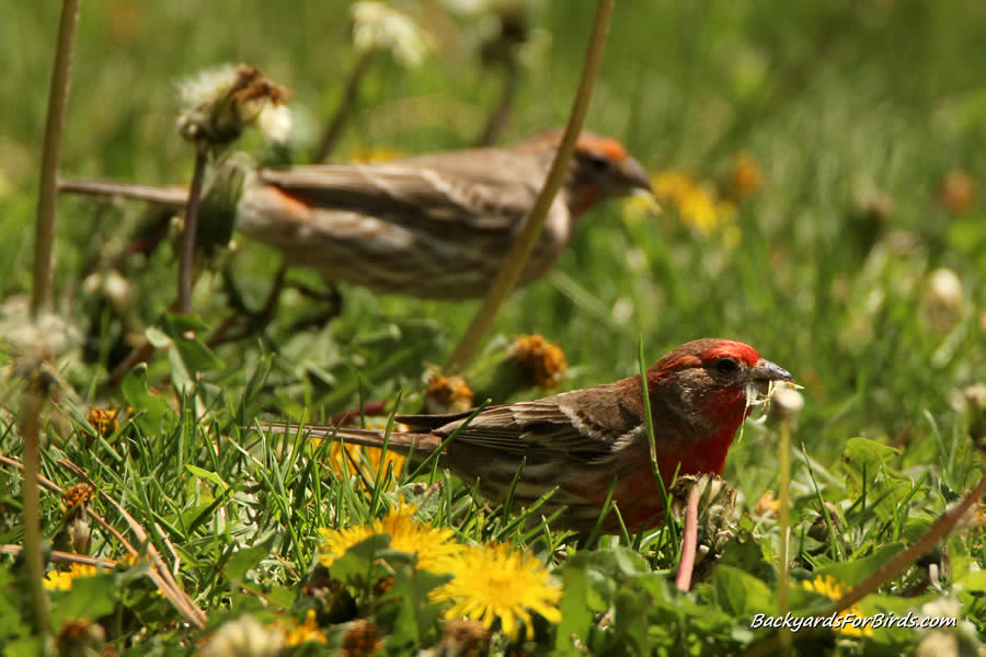 2 house finches eating dandelion seeds