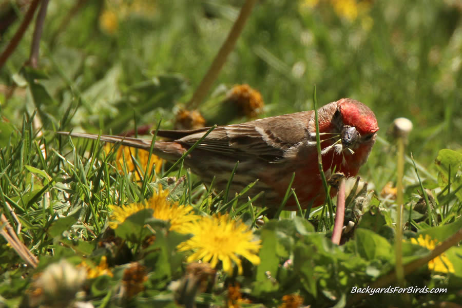 house finch eating dandelion seeds from the front lawn
