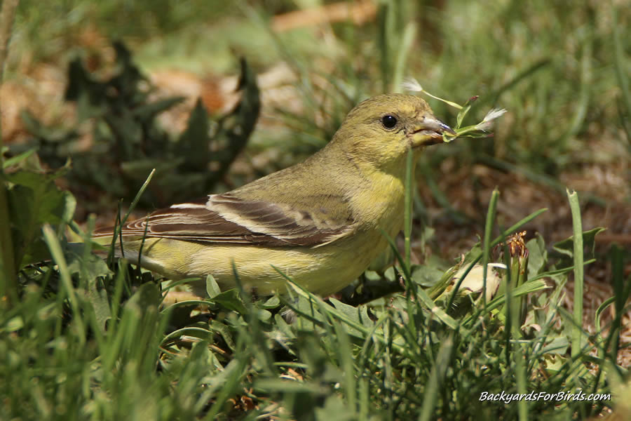female lesser goldfinch eating dandelion seeds from the front lawn