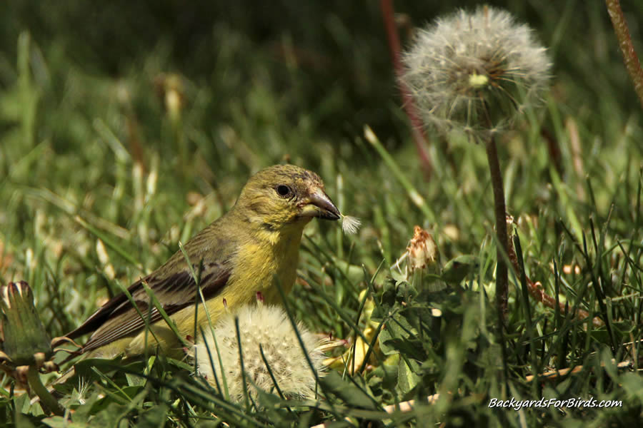 lesser goldfinch eating dandelion seeds from the front lawn