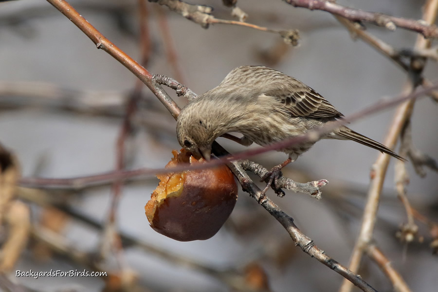 female house finch eating an apple still hanging on the tree