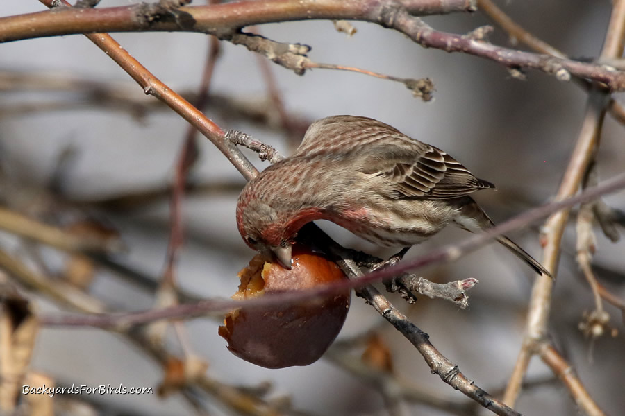 male house finch eating an apple from the tree