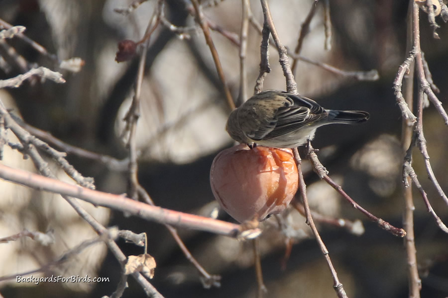 yellow-rumped warbler feeding on an old apple still hanging in the tree
